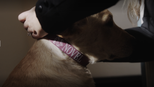 Photo of Dog with "Novel" branded collar