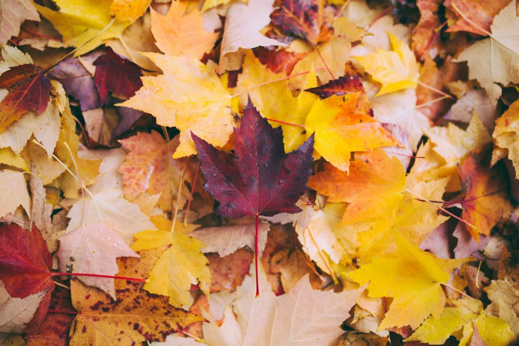 Fall Decor Ideas