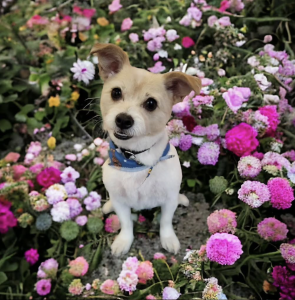 Dog posing in flower bed
