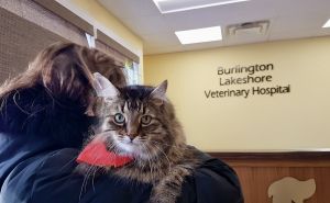 Pet owner and cat at the vet
